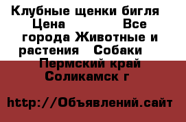 Клубные щенки бигля › Цена ­ 30 000 - Все города Животные и растения » Собаки   . Пермский край,Соликамск г.